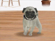 Silver Fawn Pug with Spiked Collar