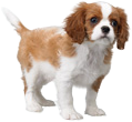 CavalierKingCharlesSpanielOfficialArtwork