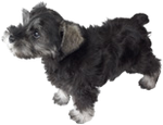 MiniatureSchnauzerOfficialArtwork