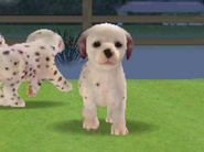 A "Sparse Spots" Dalmatian