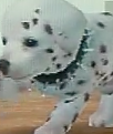 A Dalmatian puppy wearing the spiked collar in the DS version.