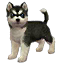 The preview icon for the Husky shown in the Kennel.