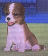 Bicolor Sheltie in the DS version