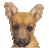 The preview icon for the German Shepherd Dog shown in the Kennel.