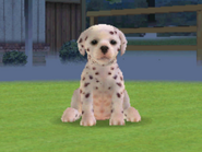 A "Large Spots" Dalmatian