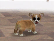 Sable blaze Corgi with stylish glasses.