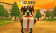 A Boxer bringing the gift after 439 additional steps