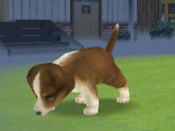 Nintendogs sheltie store