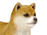 Shiba Inu