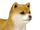 Shiba Inu
