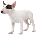 BullTerrierOfficialArtwork