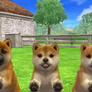 flea bites on dogs back