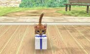 A Standard Tabby Cat with a present