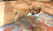 (3DS) A Golden Retriever holding the White Rubber Bone.