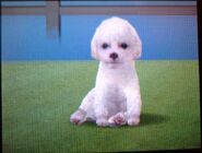 A white Poodle in the DS Version