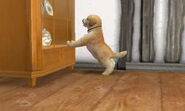 A golden retriever investigating the Display Case.