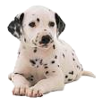 Dog.png