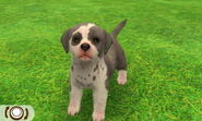 Surprise Dalmatian in 3DS version