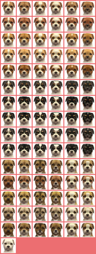 Jack russell cats sales