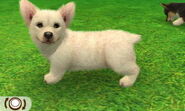 Solid white Corgi in 3DS.