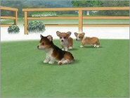 Three corgis at the kennel.