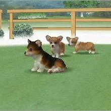nintendogs corgi