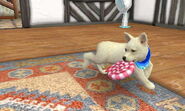 (3DS) A German Shepherd playing with the Lollipop Disc