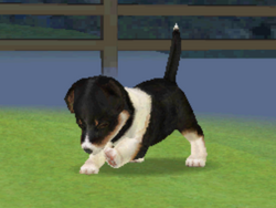 Nintendogs sheltie store