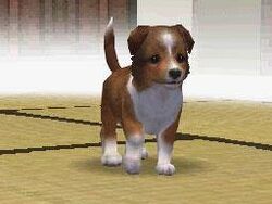 Shetland Sheepdog Nintendogs Wiki Fandom