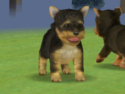 Yorkshire terrier nintendogs 2025