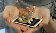 An Augmented Reality kitten in someone's hands