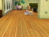 Cat Present