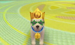 Nintendogs maltese online