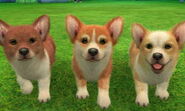 Sable & White Corgis (3DS).