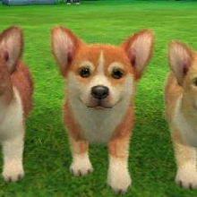 nintendogs corgi