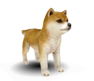 A 3-D model of a Shiba found in the game's files.