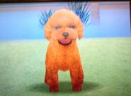 Brown Poodle in the DS version