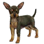 The preview icon for the Miniature Pinscher shown in the Kennel.