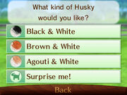 Color options husky