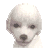 The icon shown for the Toy Poodle in the Kennel.