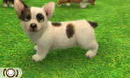 Extreme piebald tricolor corgi (3DS).