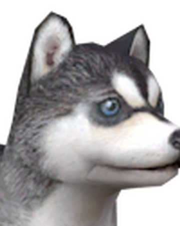 Siberian Husky Nintendogs Wiki Fandom