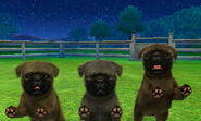 Black Pugs in 3DS