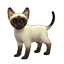 The preview icon for the Oriental Cat shown in the Kennel.