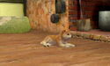 A Shiba Inu wearing the Beaded Collar.
