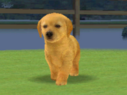 A Golden Yellow Golden Retriever