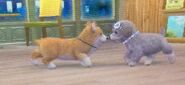 Max the Corgi kissing the player's dog.