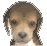 The preview icon for the Beagle shown in the Kennel.