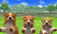 Sable & White Shetland Sheepdogs in 3DS version