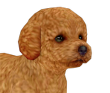 Japanese red toy 2025 poodle price